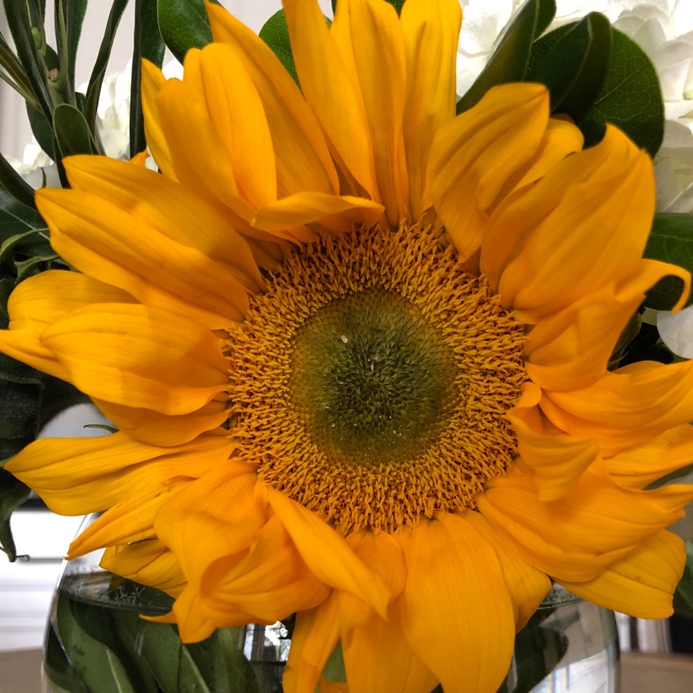 Meet your Posher, Monica